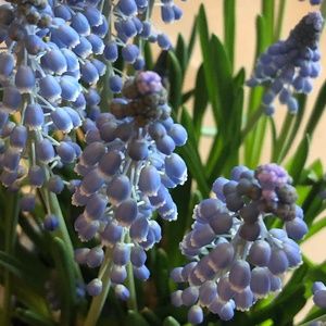 Meet your Posher, Lorraine